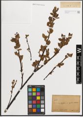 Foto von Salix L.